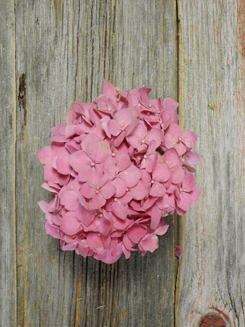 HOT PINK HYDRANGEAS